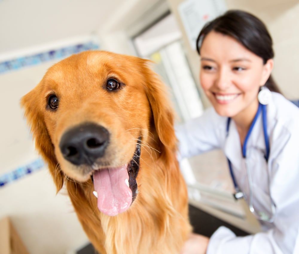 Fido vet sales